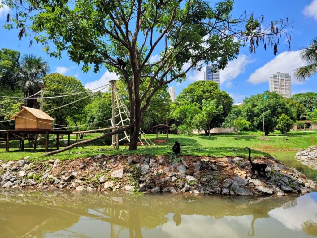 Imagem Ilustrando a Notícia: Os macaquinhos do Zoológico de Goiânia estão de casa nova após limpeza do lago