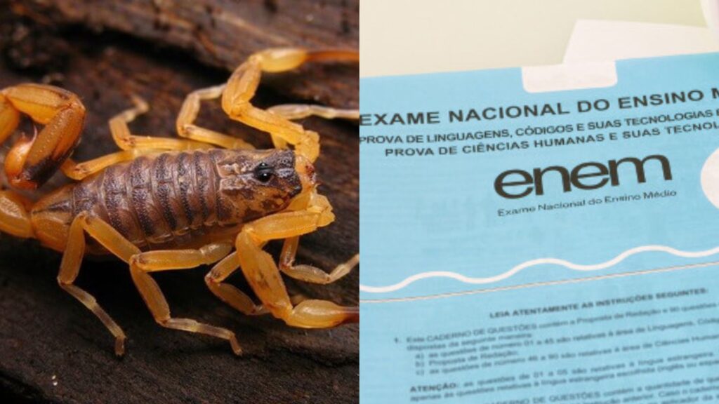 Imagem Ilustrando a Notícia: Durante a prova do Enem, adolescente é picado por escorpião amarelo, em Goiânia