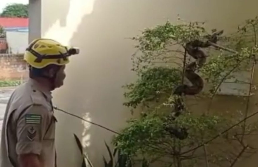 Imagem Ilustrando a Notícia: Bombeiros capturam jiboia com quase dois metros em casa de Minaçu; veja o vídeo