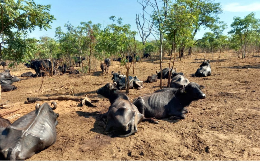 Imagem Ilustrando a Notícia: Mil búfalas são encontradas em situação de maus tratos; Polícia Ambiental autuou o proprietário
