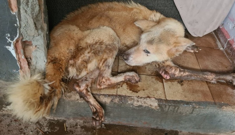 Imagem Ilustrando a Notícia: PC resgata três cadelas vítimas de maus-tratos em residência do Parque Atheneu, em Goiânia