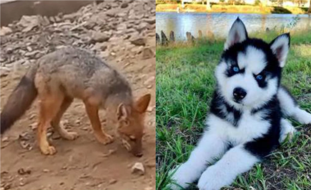Imagem Ilustrando a Notícia: Conheça o caso da família que comprou um filhote de raposa achando ser um husky siberiano
