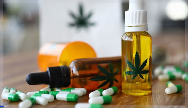 Imagem Ilustrando a Notícia: Proposta de vereador para criação do Dia da Cannabis Terapêutica é aprovado por unanimidade