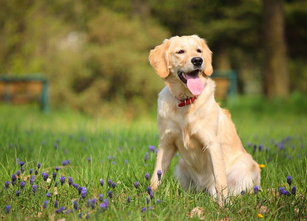Imagem Ilustrando a Notícia: De acordo com experiência de vida, cães mudam forma de se comunicar com seres humanos