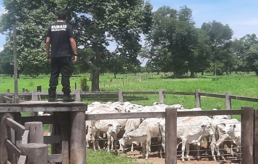Imagem Ilustrando a Notícia: PC prende suspeito de furtar e vender mais de 300 bovinos de fazenda onde trabalhava