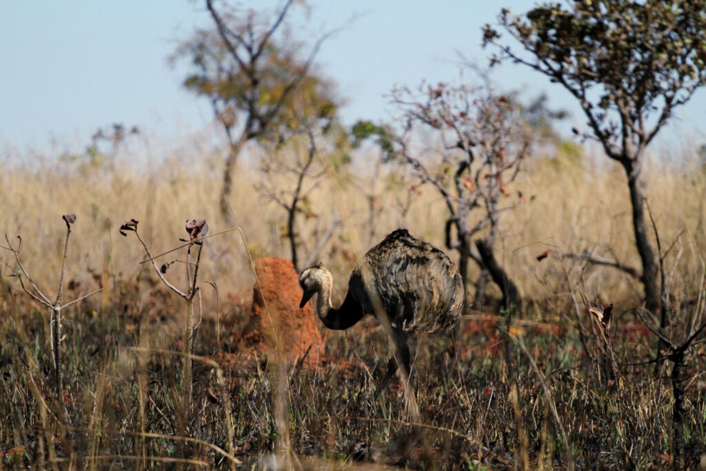 Imagem Ilustrando a Notícia: Ecoturismo no cerrado: Parque Nacional das Emas é uma atração para goianos
