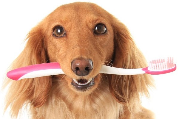 Imagem Ilustrando a Notícia: Dentes Saudáveis – a higiene da boca também precisa fazer parte da rotina de saúde dos pets