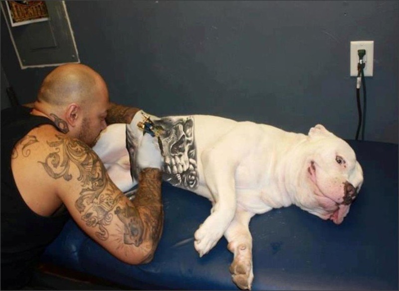 Imagem Ilustrando a Notícia: Confira a lei que proíbe colocar tatuagens e piercings em animais em Goiânia