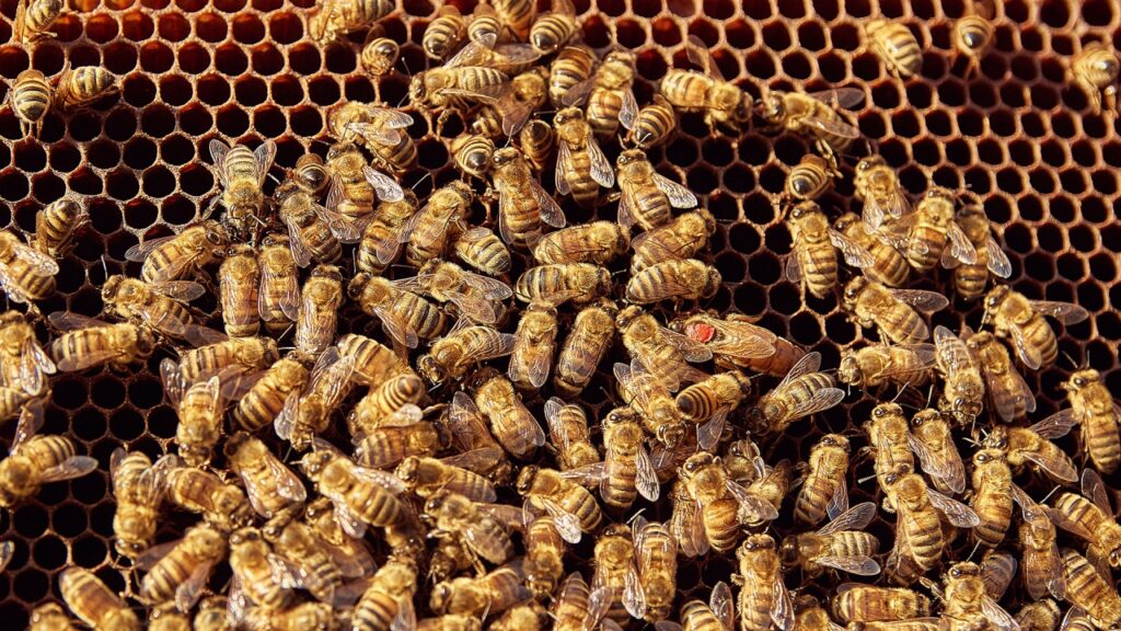 Imagem Ilustrando a Notícia: Entenda a história do casal que descobriu colônia gigante de abelhas dentro da parede do banheiro
