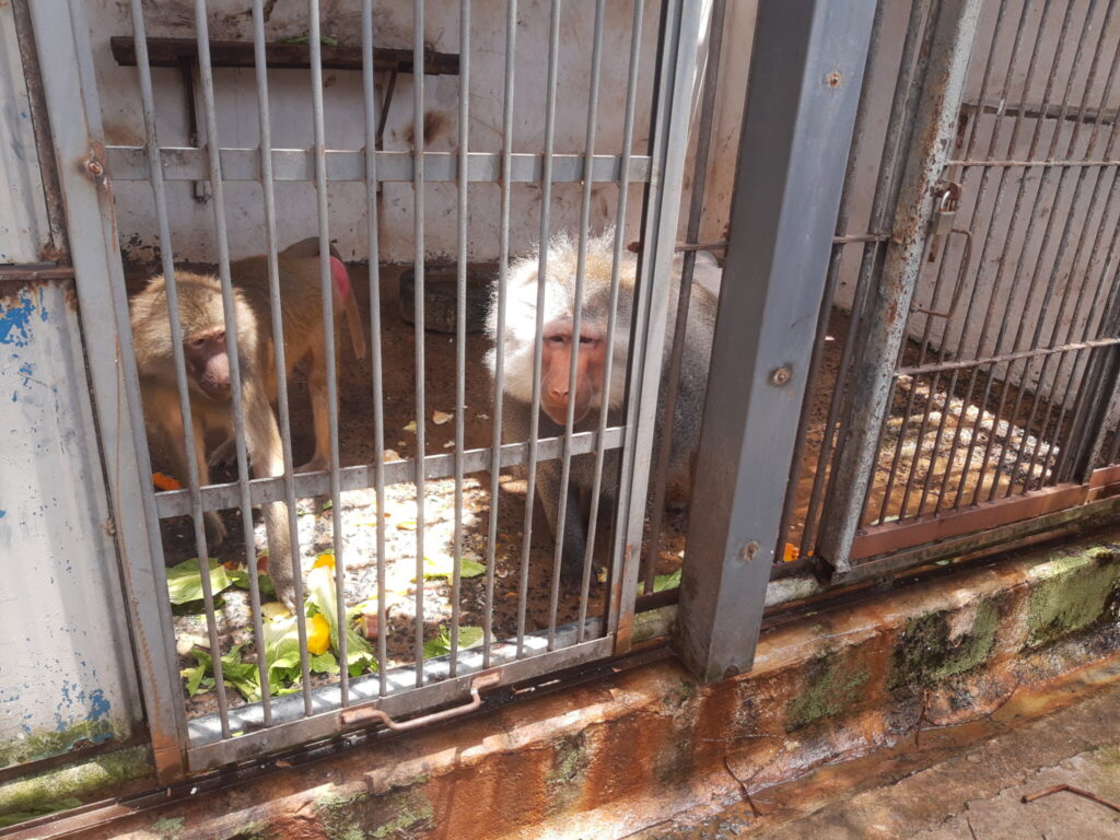 Imagem Ilustrando a Notícia: Zoológico de Goiânia recebe casal de  macacos da espécie babuíno-sagrado nesta terça (22)