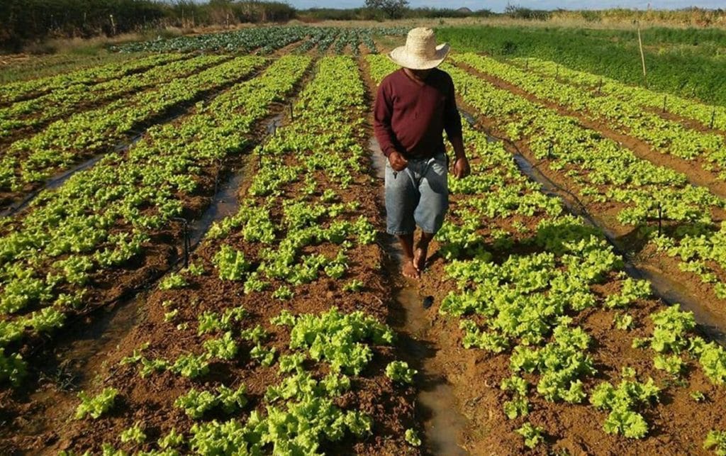 Imagem Ilustrando a Notícia: Projetos de agricultura sustentável serão beneficiados com US$ 1,2 bilhão do BID