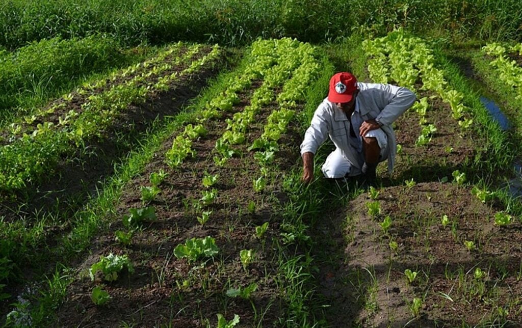 Imagem Ilustrando a Notícia: Sancionada lei que garante auxílio emergencial de R$ 2,5 mil para agricultura familiar