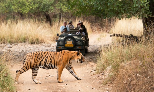 Imagem Ilustrando a Notícia: Tigre ataca cachorro em frente a turistas que visitavam um Parque Ecológico na Índia; assista