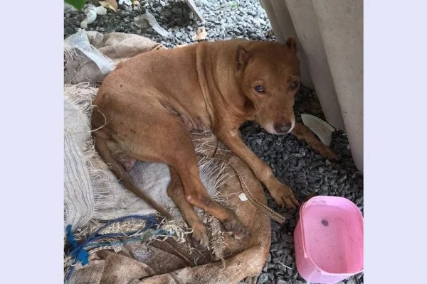 Imagem Ilustrando a Notícia: Tortura: cadela é estuprada e tem dentes serrados em Anápolis