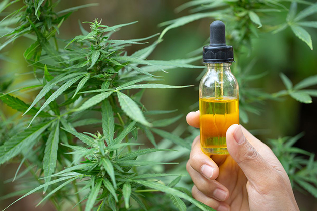 Imagem Ilustrando a Notícia: Anvisa autoriza comercialização de mais um produto medicinal à base de cannabis