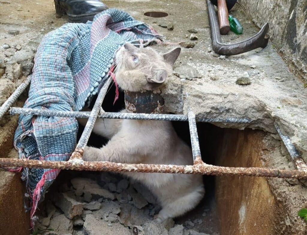 Imagem Ilustrando a Notícia: Após ficar com pescoço preso em anel de tubulação, Gato é resgatado em Goiânia