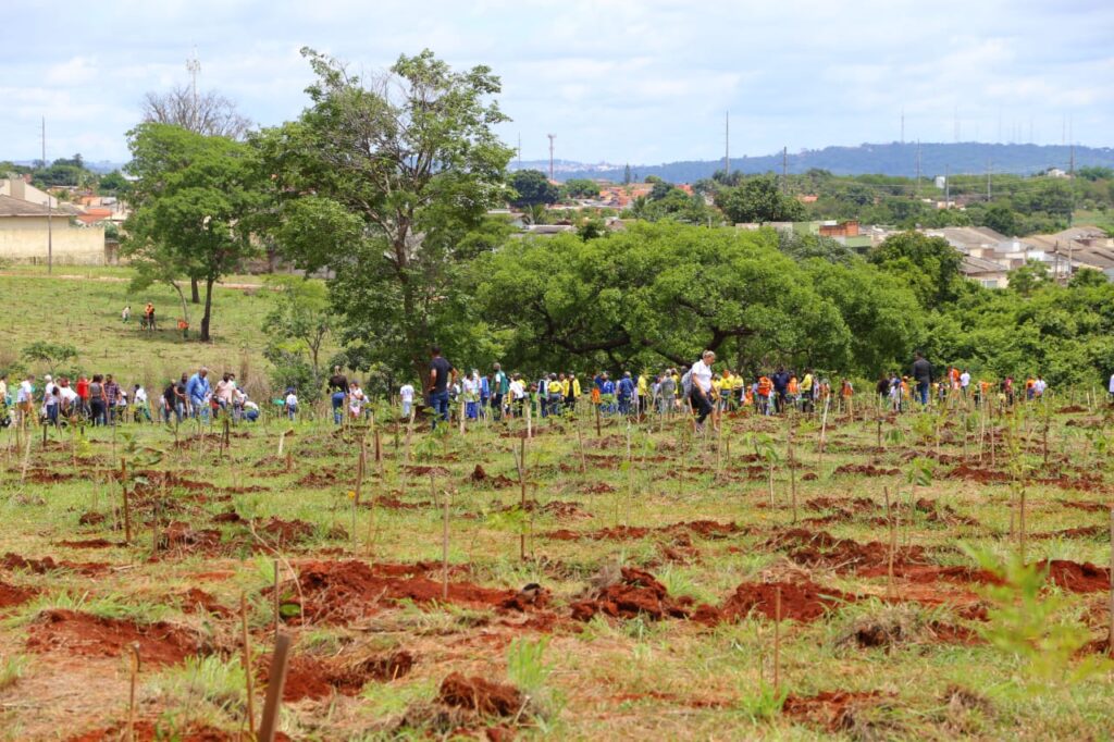 Imagem Ilustrando a Notícia: Mais de 65 mil mudas foram plantadas desde o último ano em Goiânia
