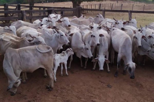 Imagem Ilustrando a Notícia: PM prende quadrilha que furtou 34 cabeças de gado no município de Davinópolis