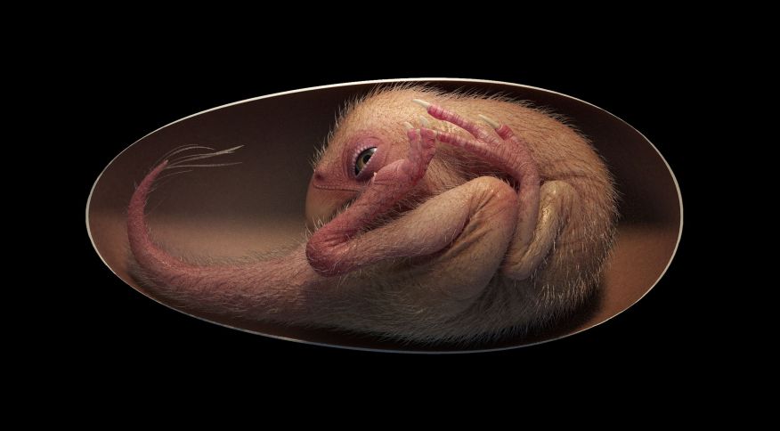 Imagem Ilustrando a Notícia: Ovo com embrião de dinossauro preservado é encontrado por cientistas; entenda o caso