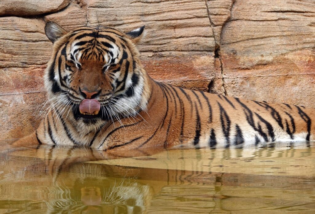 Imagem Ilustrando a Notícia: Policial atira e mata tigre que mordeu braço de funcionário em zoológico da Flórida