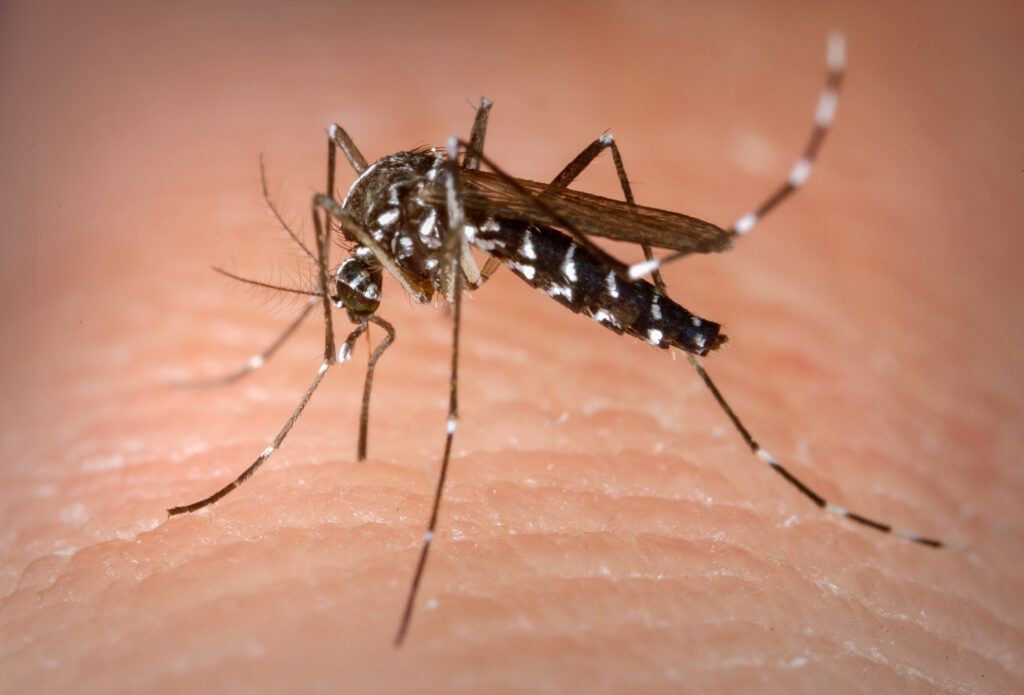 Imagem Ilustrando a Notícia: Destruição do Cerrado contribui para aumento de casos de dengue, aponta pesquisa