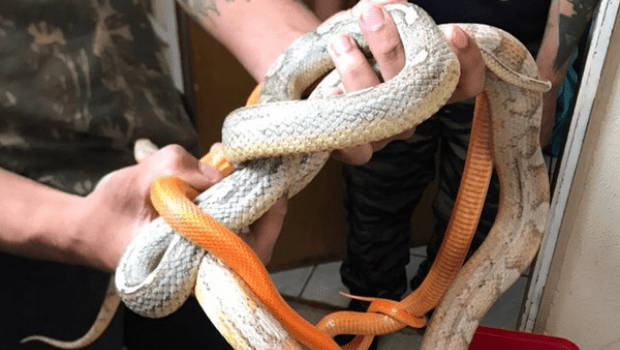 Imagem Ilustrando a Notícia: Estudante de biologia é preso por ter 11 cobras exóticas em Valparaíso de Goiás