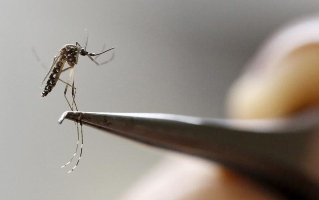 Imagem Ilustrando a Notícia: Goiânia registra 620 casos de dengue este ano; Fiocruz diz que a capital está entre os pontos de atenção