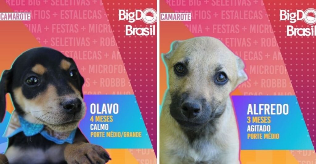 Imagem Ilustrando a Notícia: ‘Big Dog Brasil’: Prefeitura cria campanha inspirada em BBB para estimular adoção de pets