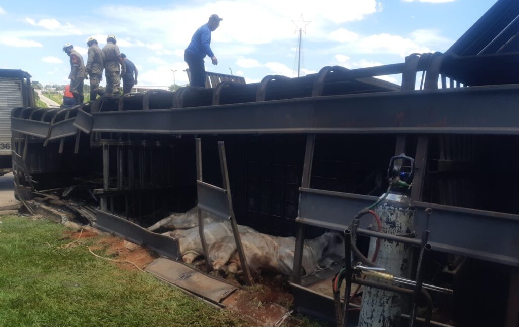 Imagem Ilustrando a Notícia: Caminhão carregado com mais de 50 bovinos tomba na GO-070, próximo ao Hugol