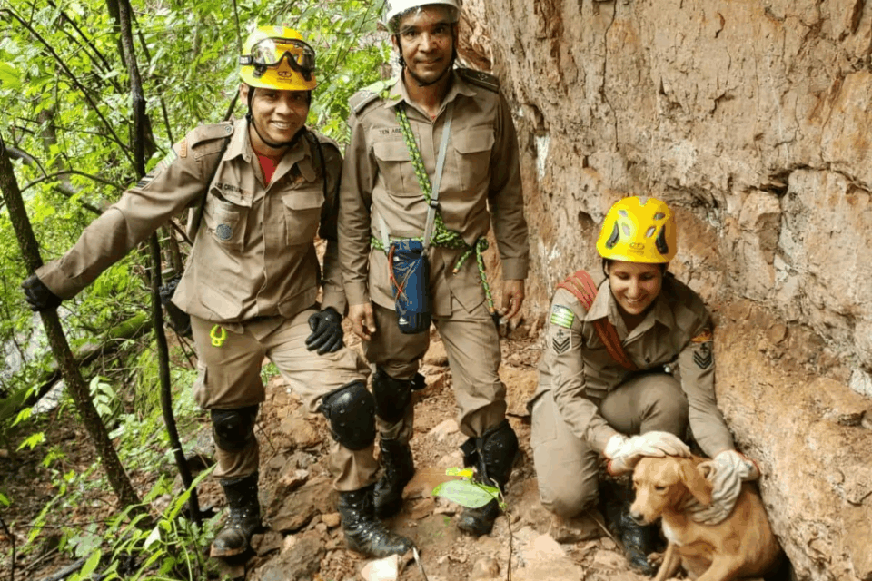 Imagem Ilustrando a Notícia: Apesar de assustadas, cadelas que caíram de penhasco são resgatadas pelo Corpo de Bombeiros