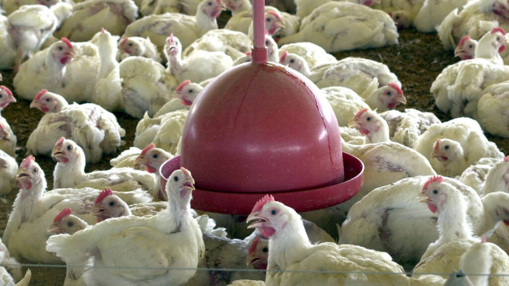 Imagem Ilustrando a Notícia: Alerta: Inglaterra registra primeiro caso de contágio humano pela gripe aviária