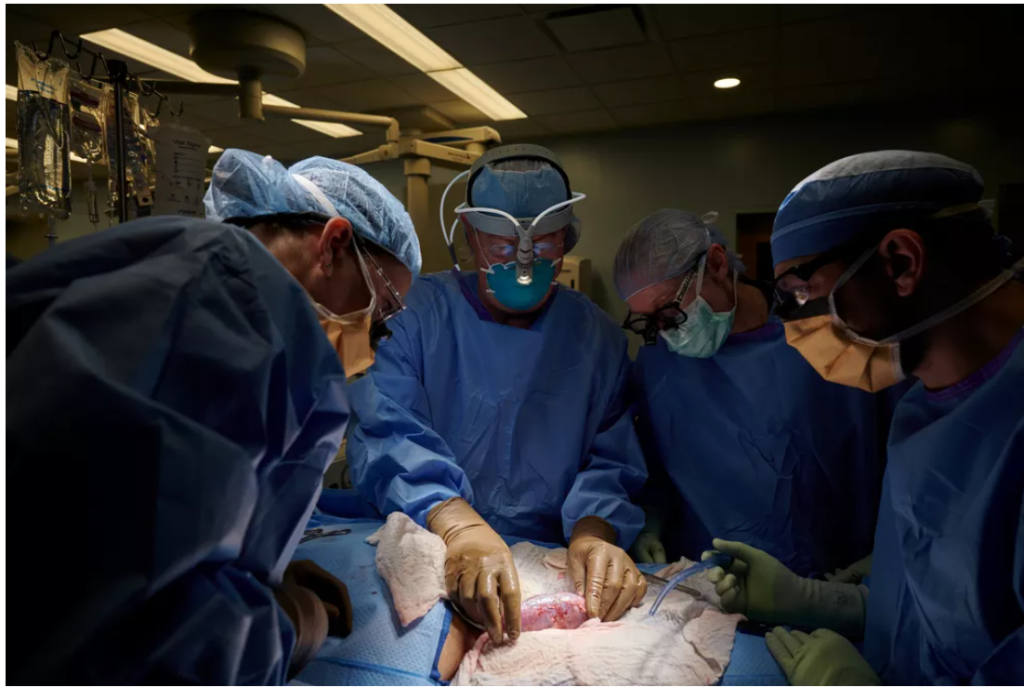 Imagem Ilustrando a Notícia: Paciente com morte cerebral recebe transplante de rins de porco nos Estados Unidos