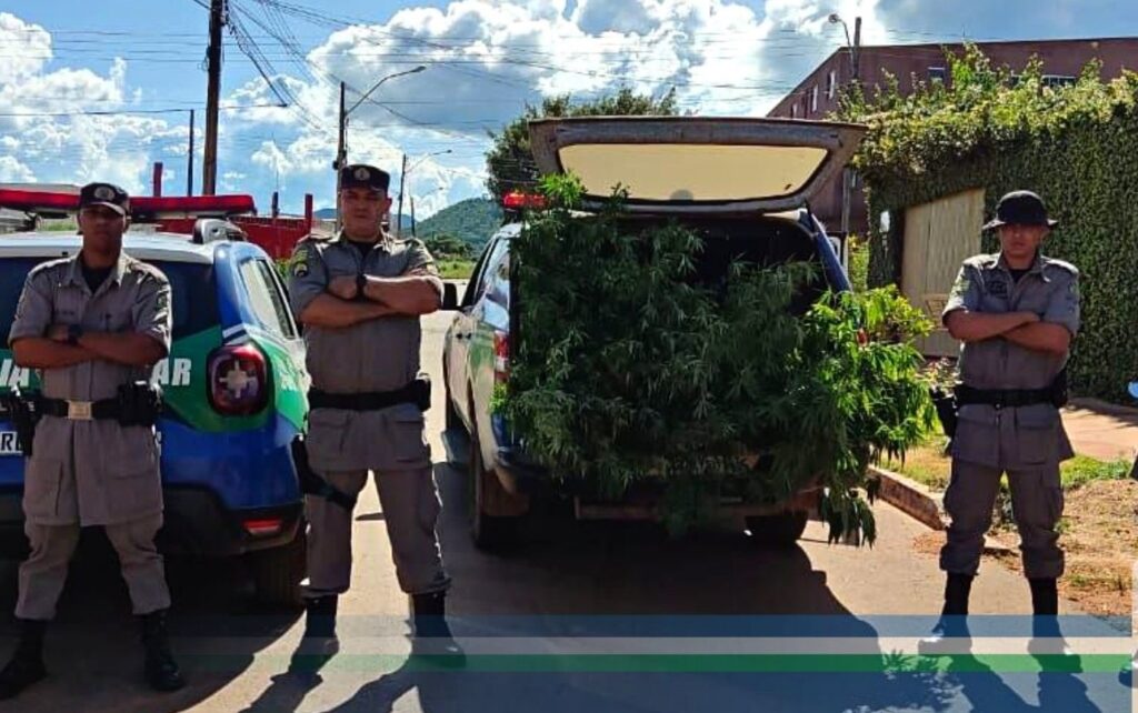 Imagem Ilustrando a Notícia: PM apreende plantas de maconha com mais de dois metros na cidade de Barro Alto