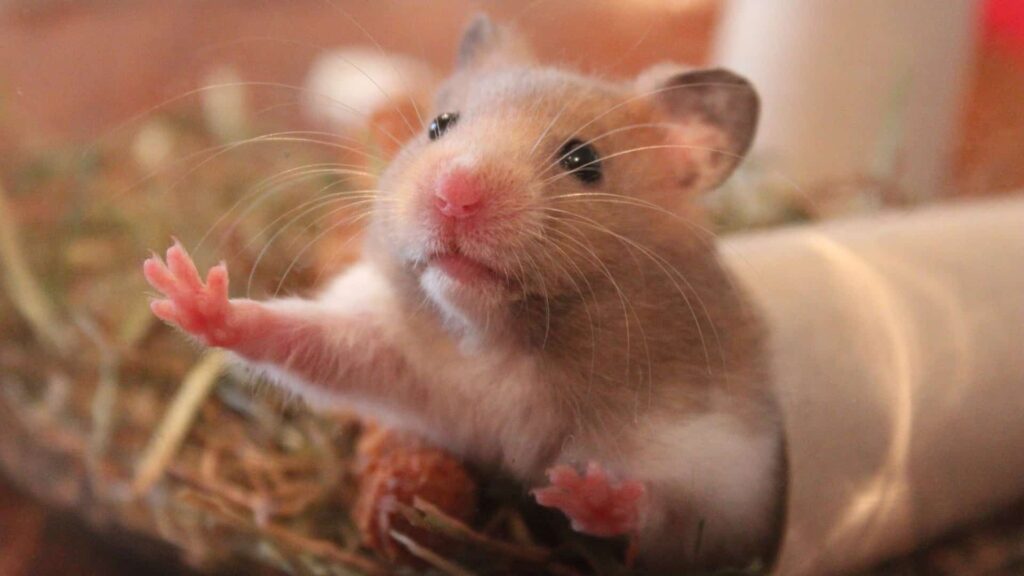 Imagem Ilustrando a Notícia: Cerca de 2 mil hamsters serão sacrificados para evitar disseminação do coronavírus; entenda
