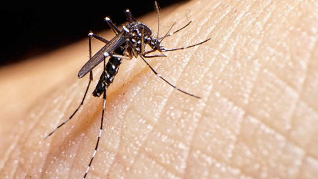 Imagem Ilustrando a Notícia: Goiânia registra mais de 900% de aumento nos casos de dengue segundo Secretaria Municipal de Saúde