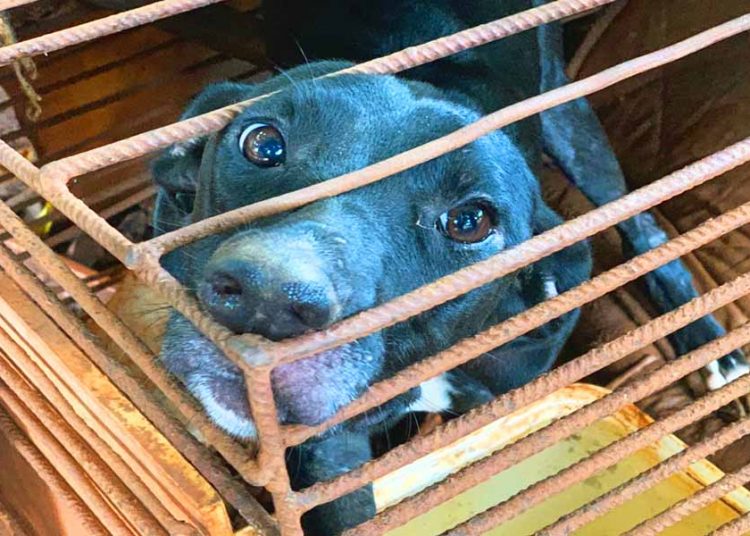 Imagem Ilustrando a Notícia: Suspeito é detido em Goiânia por manter cadela sem água e comida dentro de gaiola de ferro