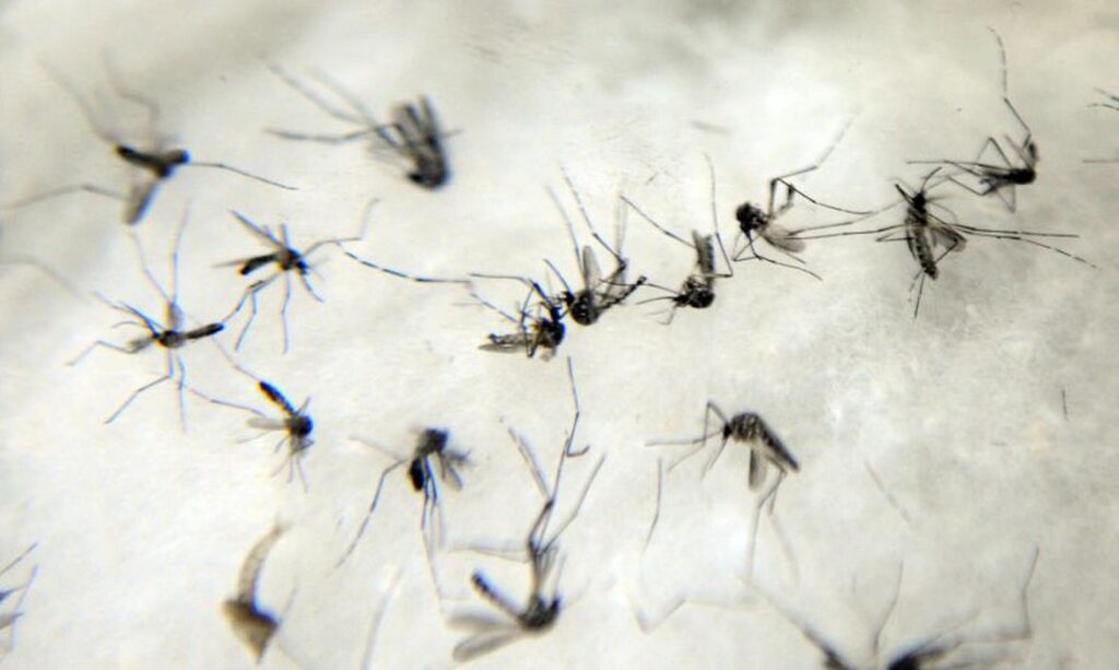 Imagem Ilustrando a Notícia: Enquanto 31% dos brasileiros acham que dengue acabou, casos da doença crescem 225,5% em Goiás