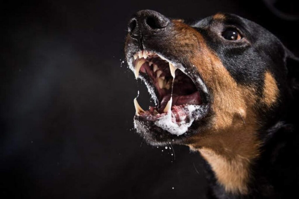 Imagem Ilustrando a Notícia: Especialistas alertam sobre perigo de infecções e óbitos causados por mordida de cães