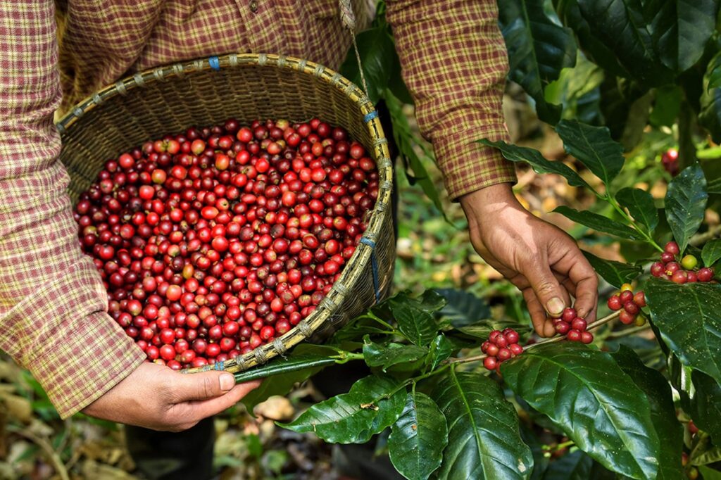 Imagem Ilustrando a Notícia: Preço do tradicional café moído já ultrapassa os R$ 20 em mercados de Goiânia