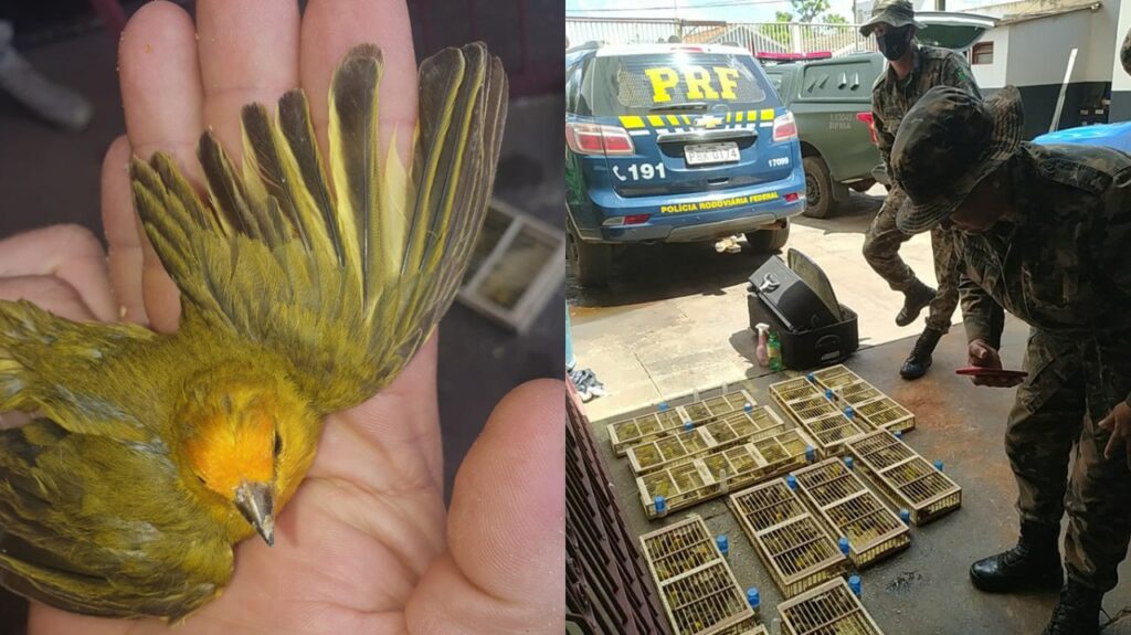 Imagem Ilustrando a Notícia: PRF apreende 200 pássaros transportados dentro de malas e suspeito é multado de R$ 100 mil