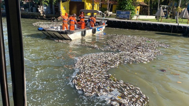 Imagem Ilustrando a Notícia: Devido a poluição, toneladas de peixes mortos são encontrados na Praia da Barra, no Rio de Janeiro