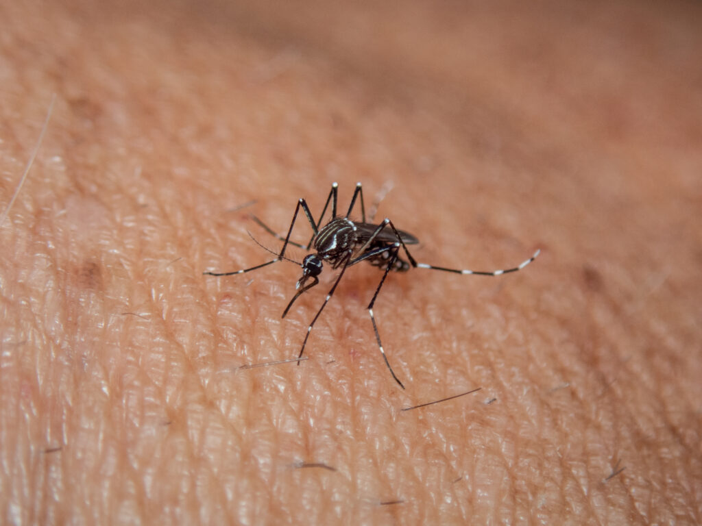 Imagem Ilustrando a Notícia: Goiânia decreta situação de emergência em saúde pública por conta da dengue