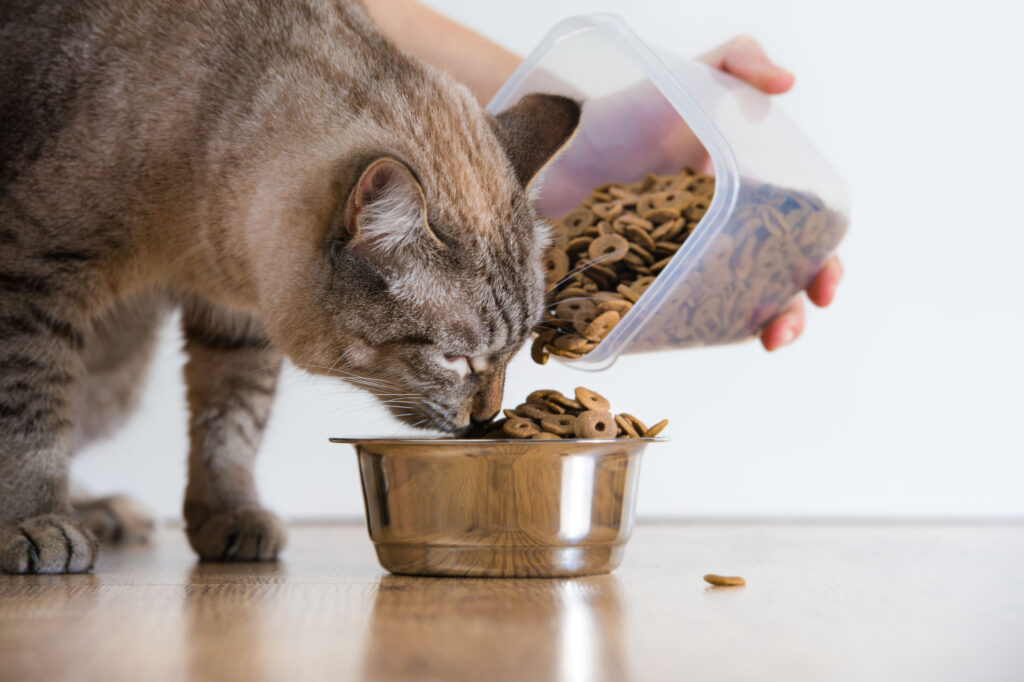 Imagem Ilustrando a Notícia: Pets de apetite caprichoso: Gatos em jejum prolongado podem desencadear uma série de complicações na saúde