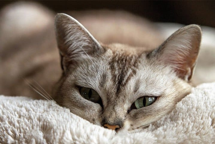 Imagem Ilustrando a Notícia: Especialista explica porque o instinto de esconder sinais de dores dificulta a descoberta de doenças em gatos