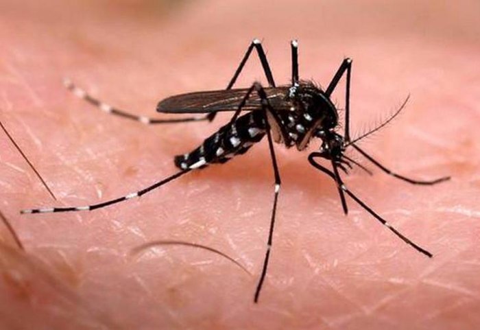 Imagem Ilustrando a Notícia: Secretaria de Saúde inicia campanha para combater o mosquito da dengue e chikungunya