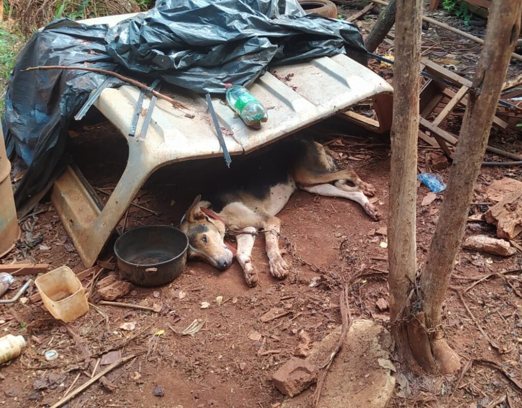Imagem Ilustrando a Notícia: Maus-tratos: Dezenas de animais são encontrados em más condições em chácara de Goiânia