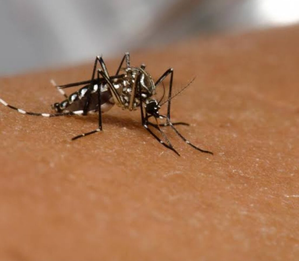 Imagem Ilustrando a Notícia: Entenda o que tem causado a ‘epidemia’ de dengue no Brasil; Goiânia é a capital mais atingida