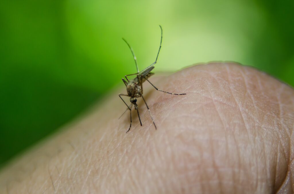 Imagem Ilustrando a Notícia: Goiânia registra mais de 33 mil casos de dengue
