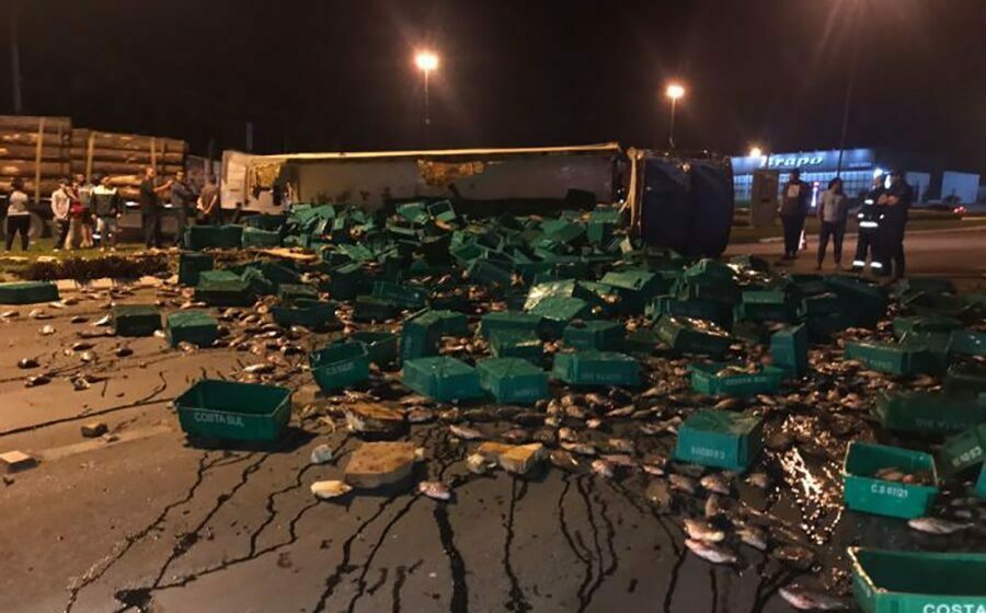 Imagem Ilustrando a Notícia: Caminhão com 12 toneladas de tilápia congelada tomba em rodovia de Santa Catarina; assista