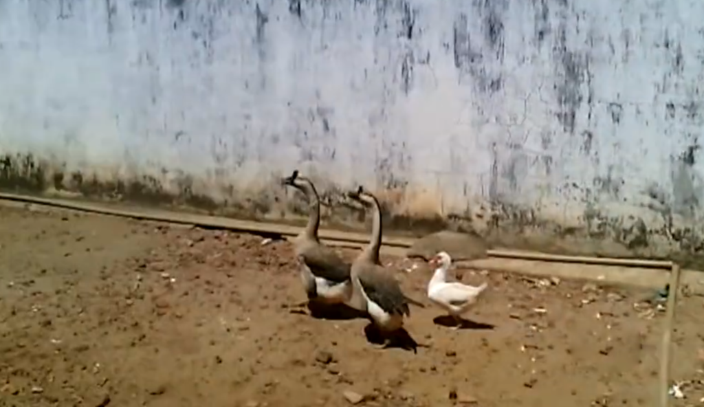 Imagem Ilustrando a Notícia: “Eles são muito eficazes”, diz diretor de presídio em Piauí sobre gansos usados como seguranças; Veja o vídeo